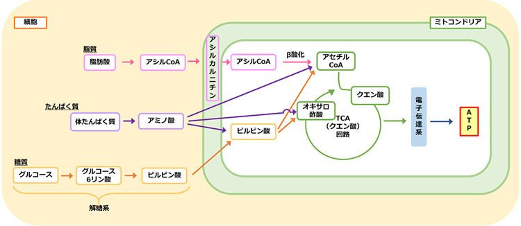 TCA（クエン酸）回路